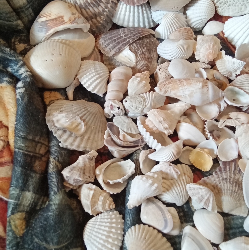 #009 Assorted Natural Sea Shells - Picture 2 of 4